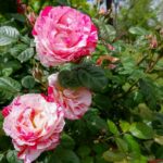 Caring for Osiria rose