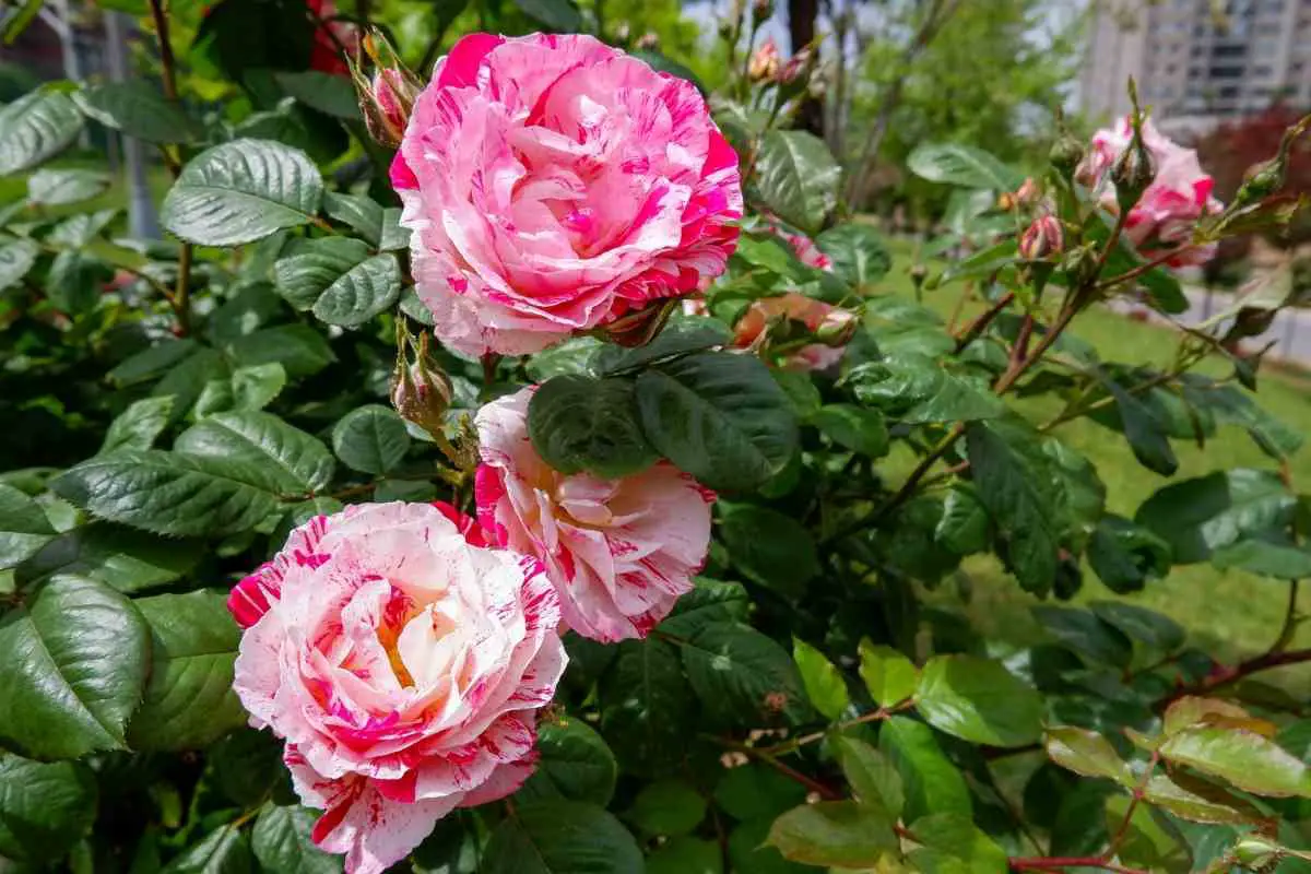 Osiria Rose Care Guide: Watering, Pruning, Pests & More