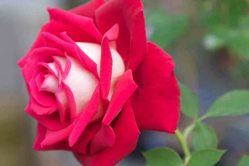 Osiria rose pruning tips