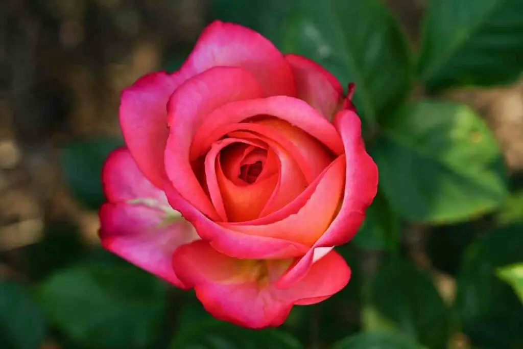 Osiria rose soil requirements