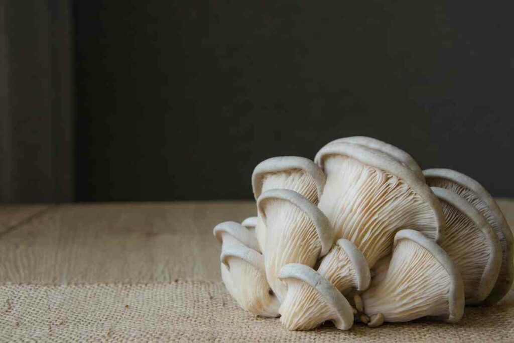 Growing Oyster mushroom tips