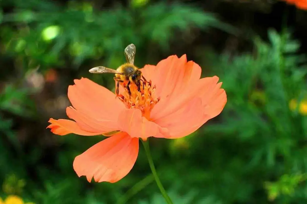 Philippine honey bee – Apis nigrocincta