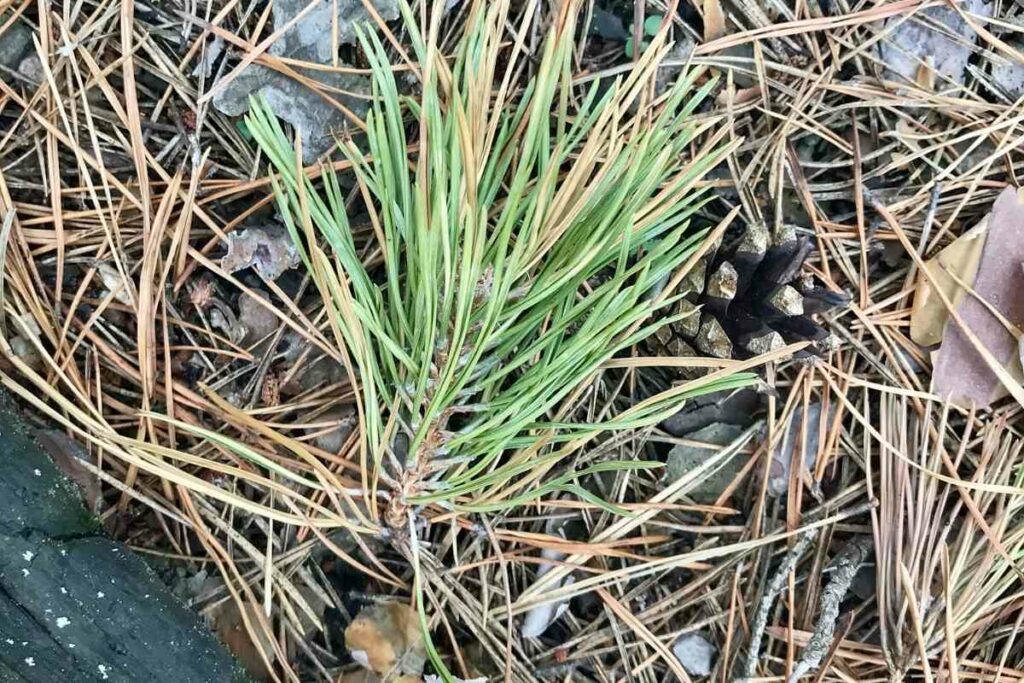 Using pine needle mulch guide