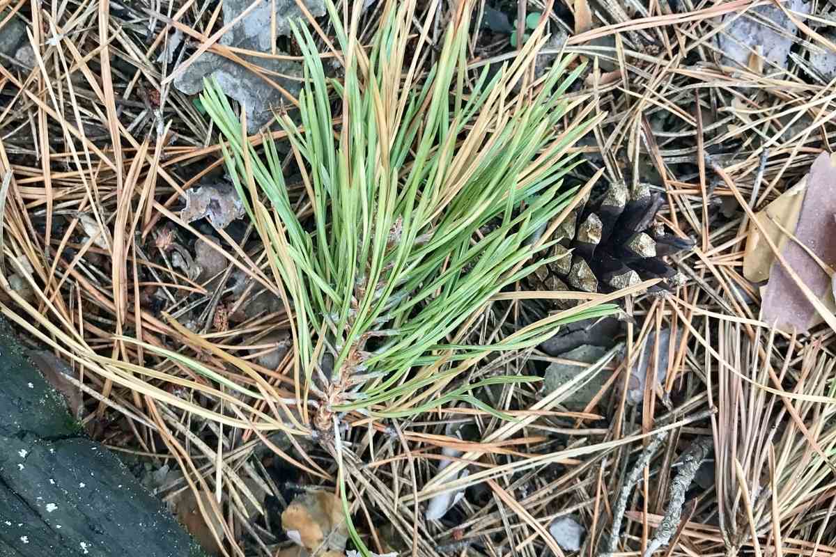 Don’t Use Pine Needles As Mulch Before Reading This Article Gardenia