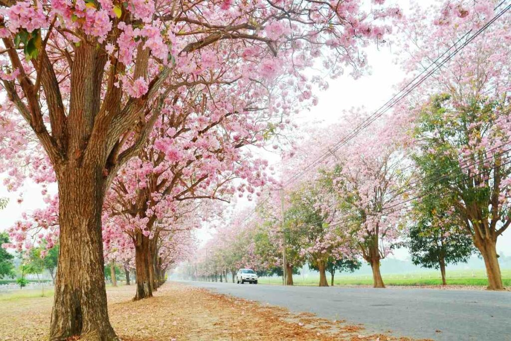 Pink Trumpet tree flowering like Japanese cherry blossom