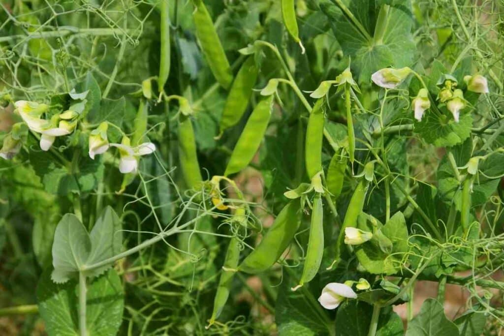 Plant cover crop before winter