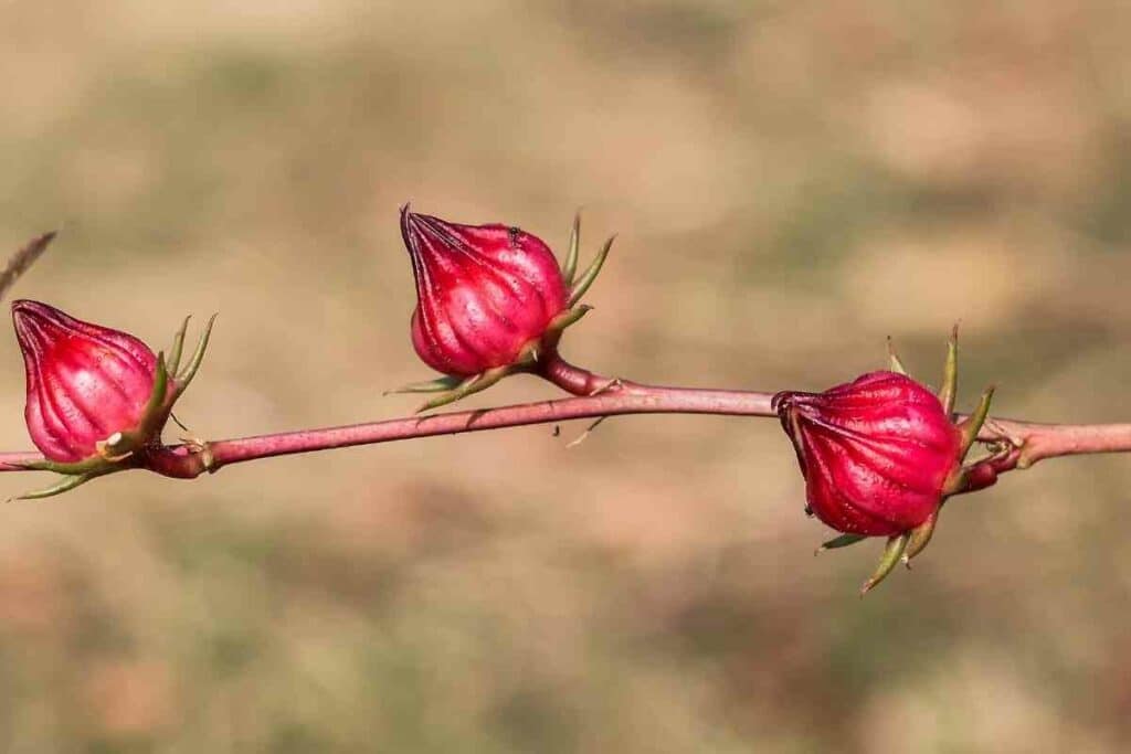 Planting Roselle plant in garden