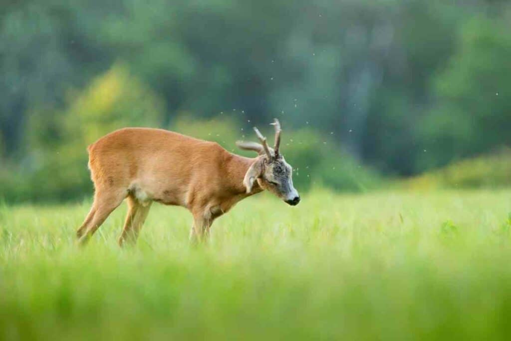 Deer in a backyard