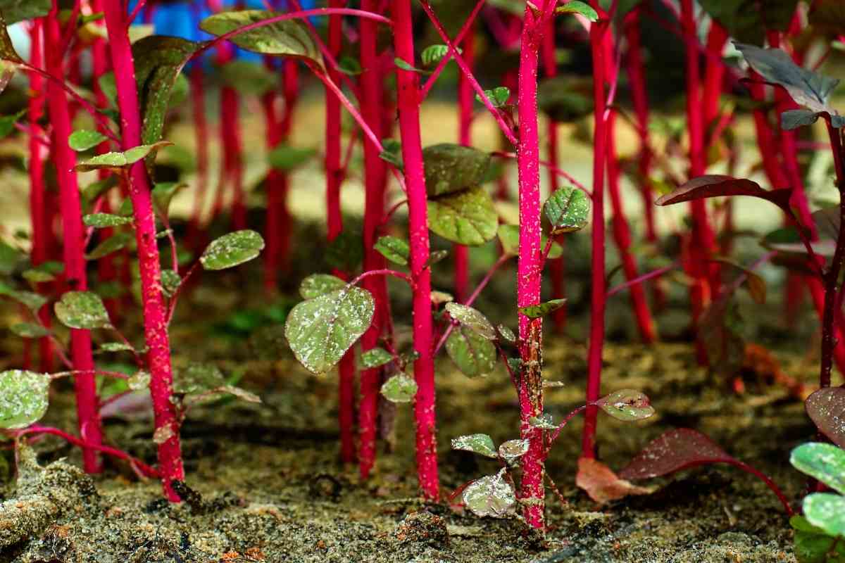 Growers Guide For Red Spinach Gardenia Organic