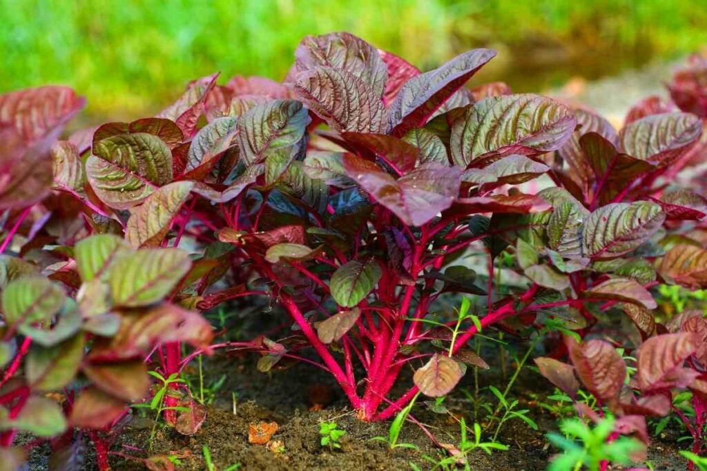 Red spinach Growing guide