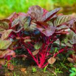 Red spinach Growing guide