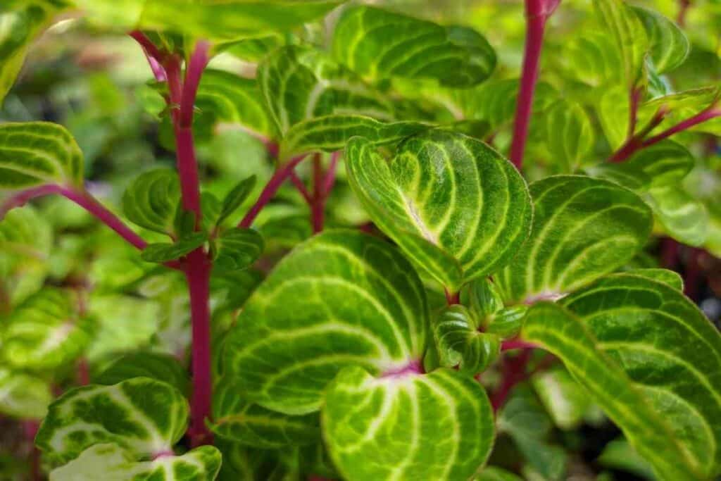 Red spinach 