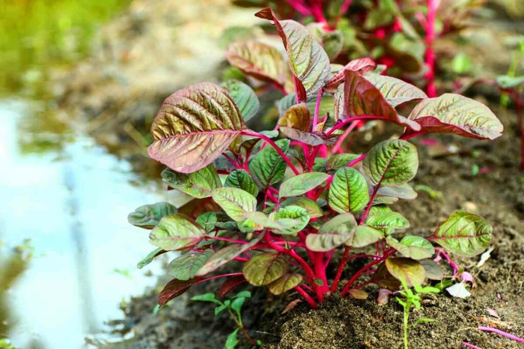 Grow red spinach