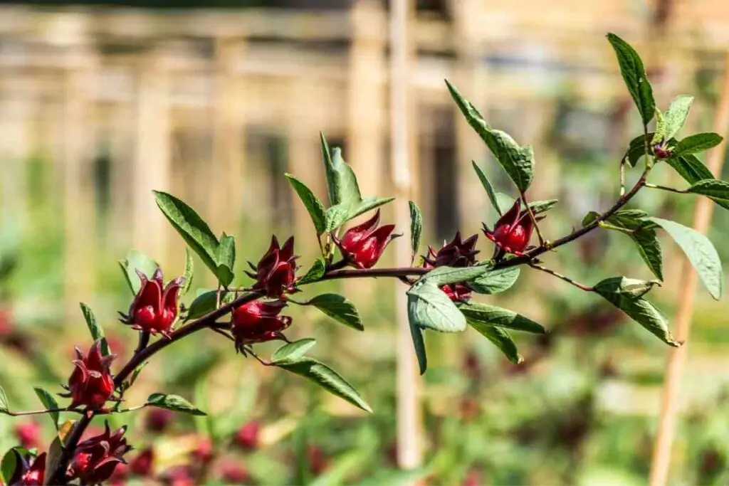 Growing Roselle plant for beginners