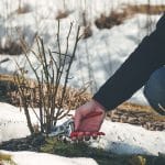A gardening cutting back part of a plant in the winter.