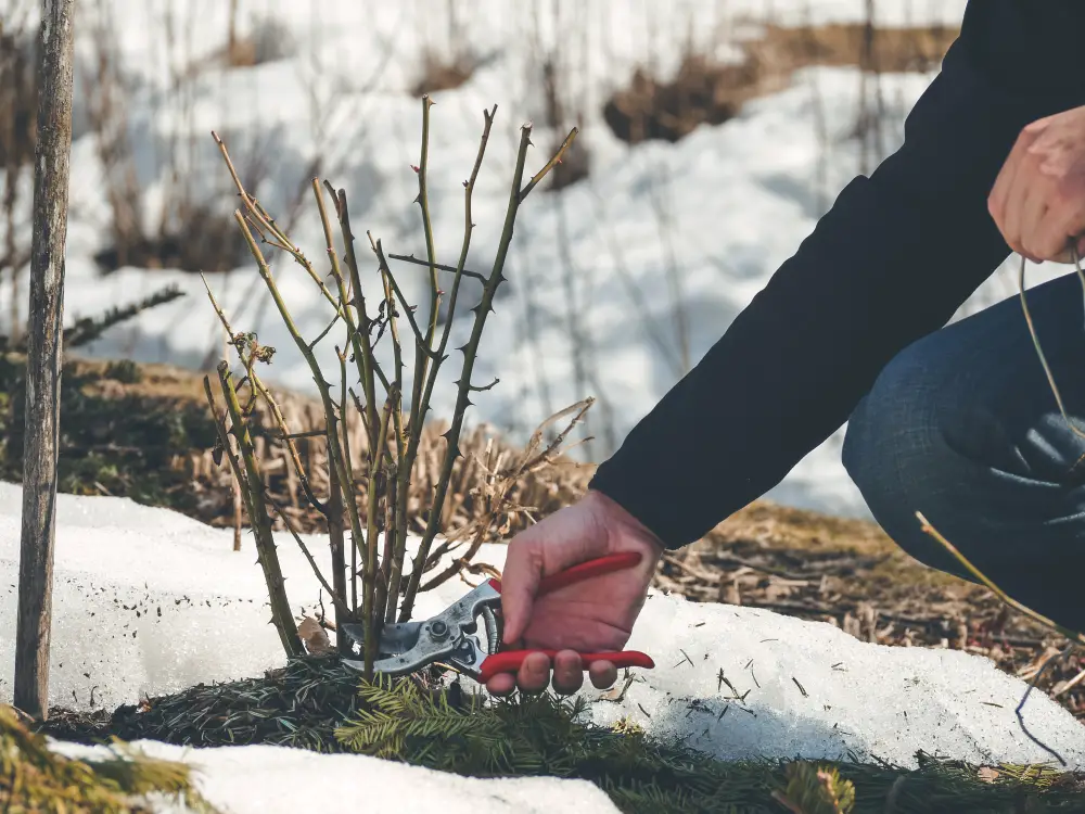 8 Essential Winter Gardening Jobs To Do Right Away