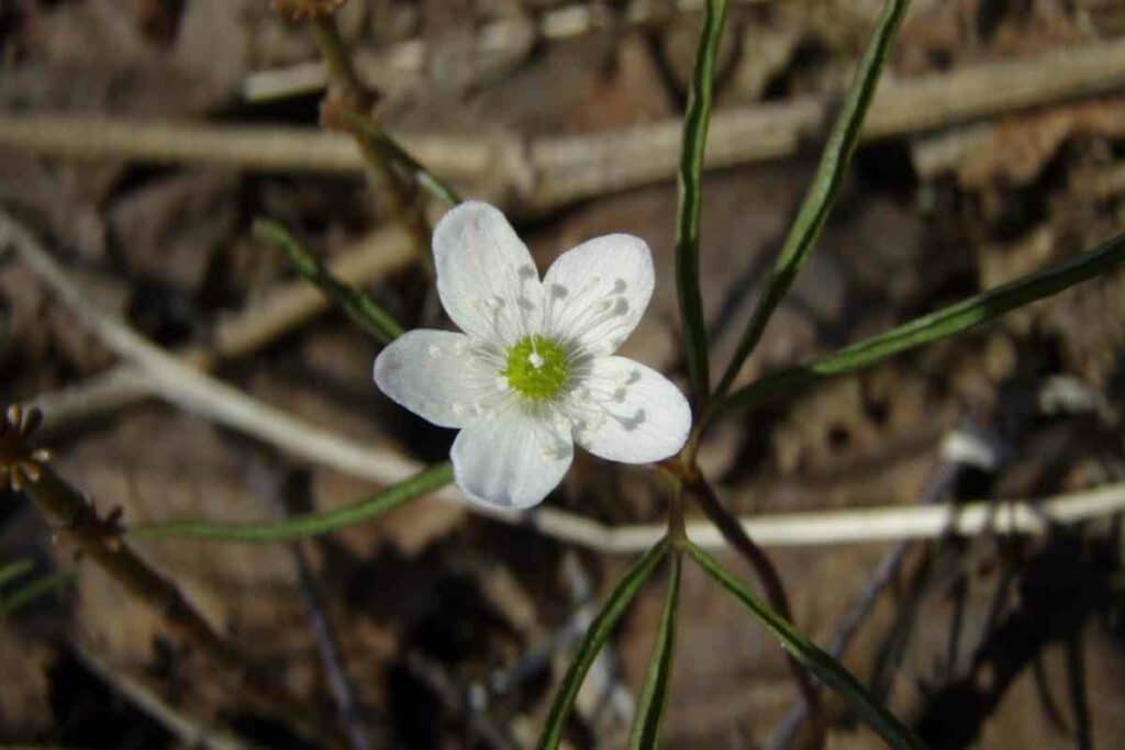 White Perennial Snowdrop Anemone