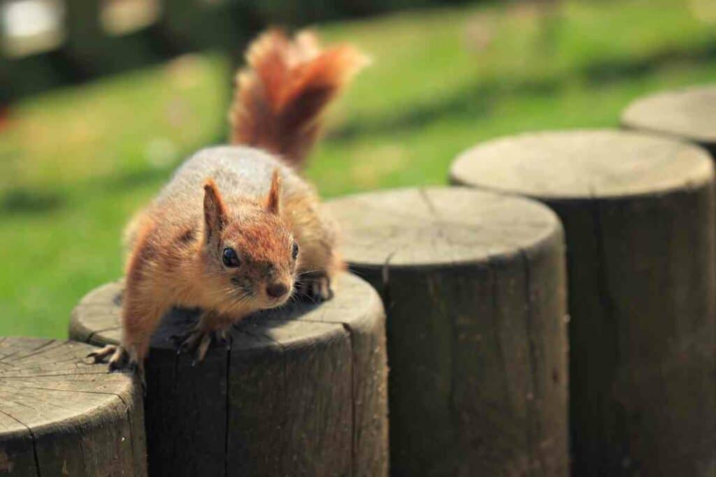 Squirrels omnivores