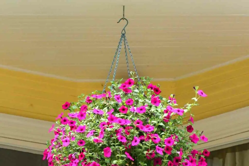 Suitable ceiling hooks for hanging plants installation