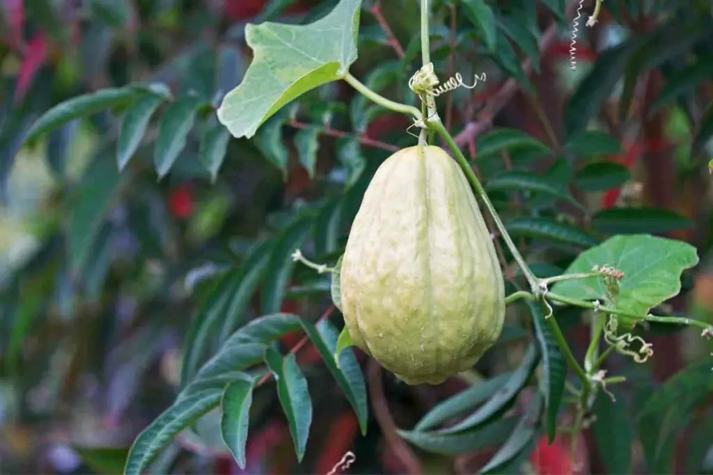 Chayote climbing plant needs support