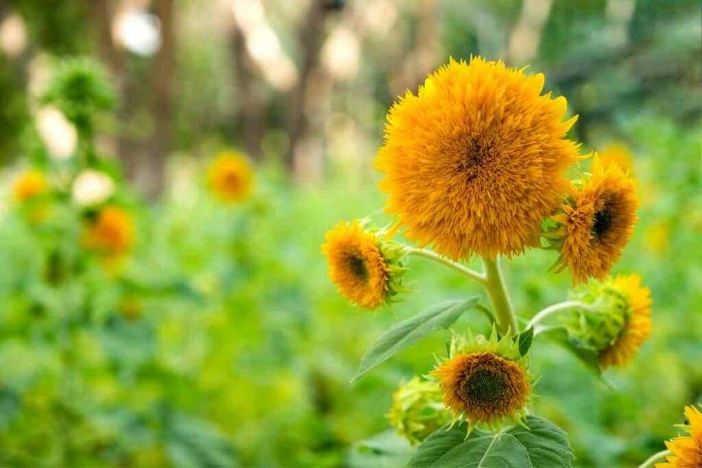 Teddy bear sunflower growing guide