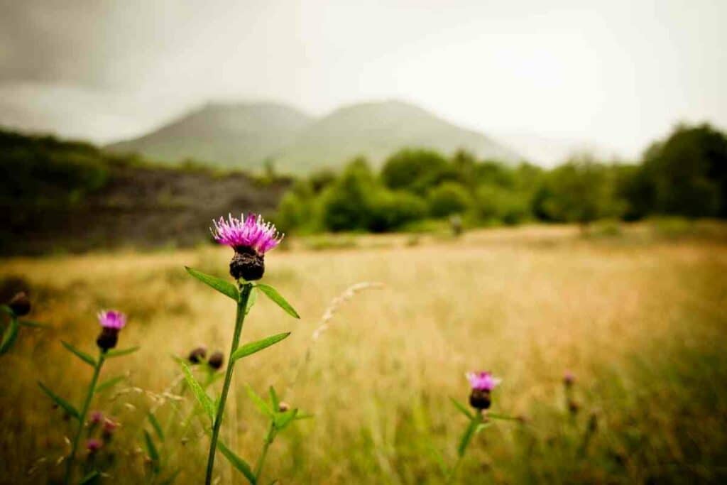 Thistles purple