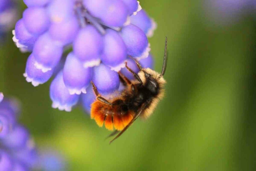 Osmia bicolor bee