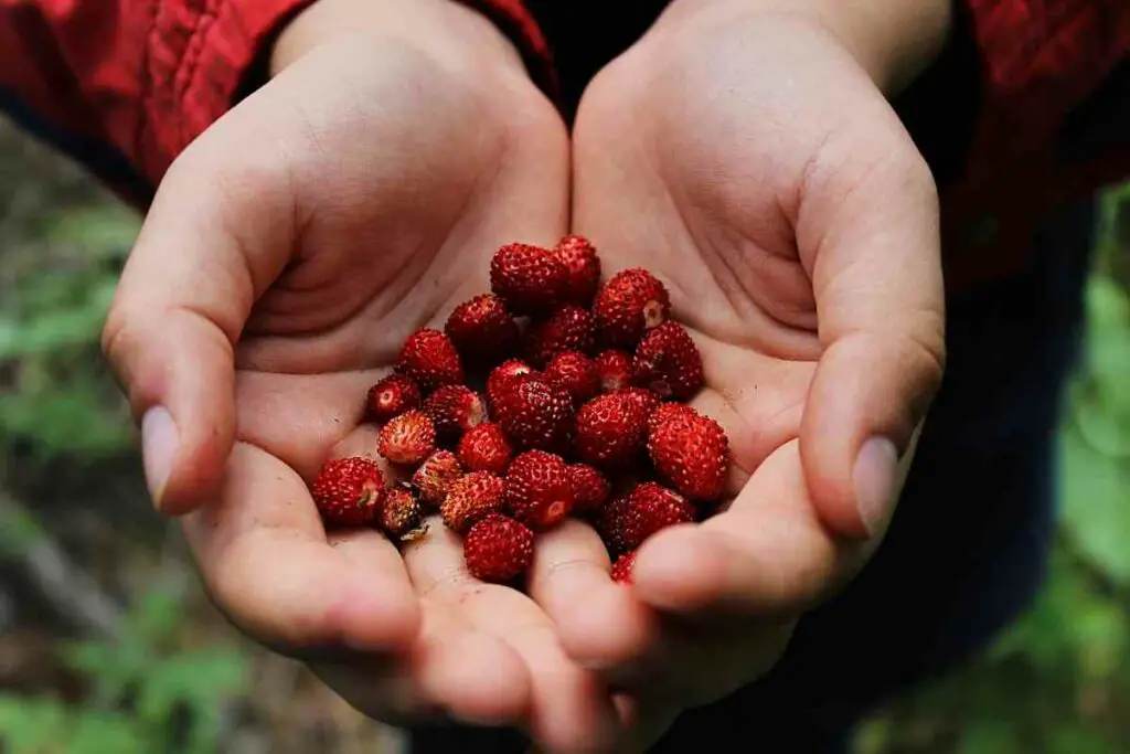 Types of wild strawberries in the wild
