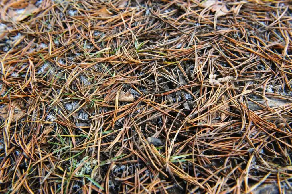 Using pine needle mulch explained