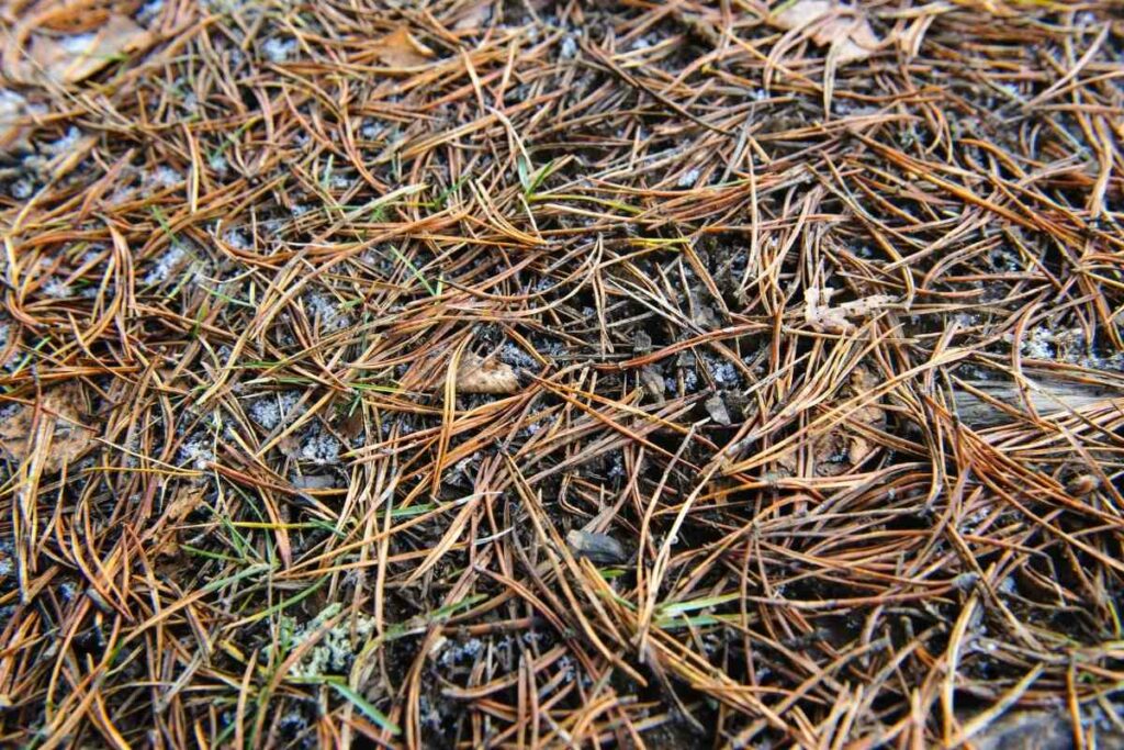 Dont Use Pine Needle Mulch Before Reading This Article