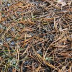 Don’t Use Pine Needles As Mulch Before Reading This Article