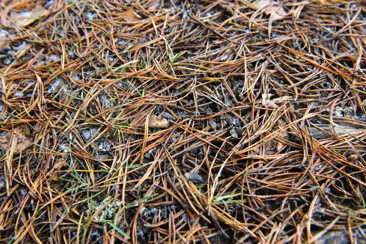Don’t Use Pine Needles As Mulch Before Reading This Article