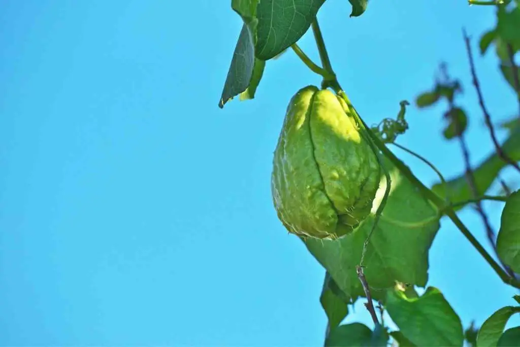 Chayote watering process