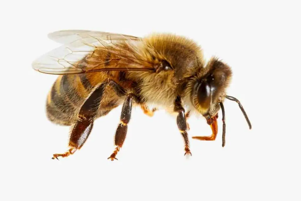 Apis mellifera bee