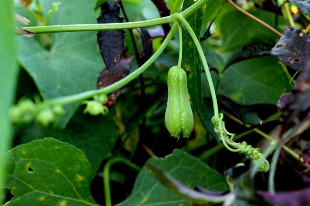 Planting chayote