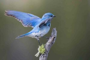 Bluebirds after fledge explained