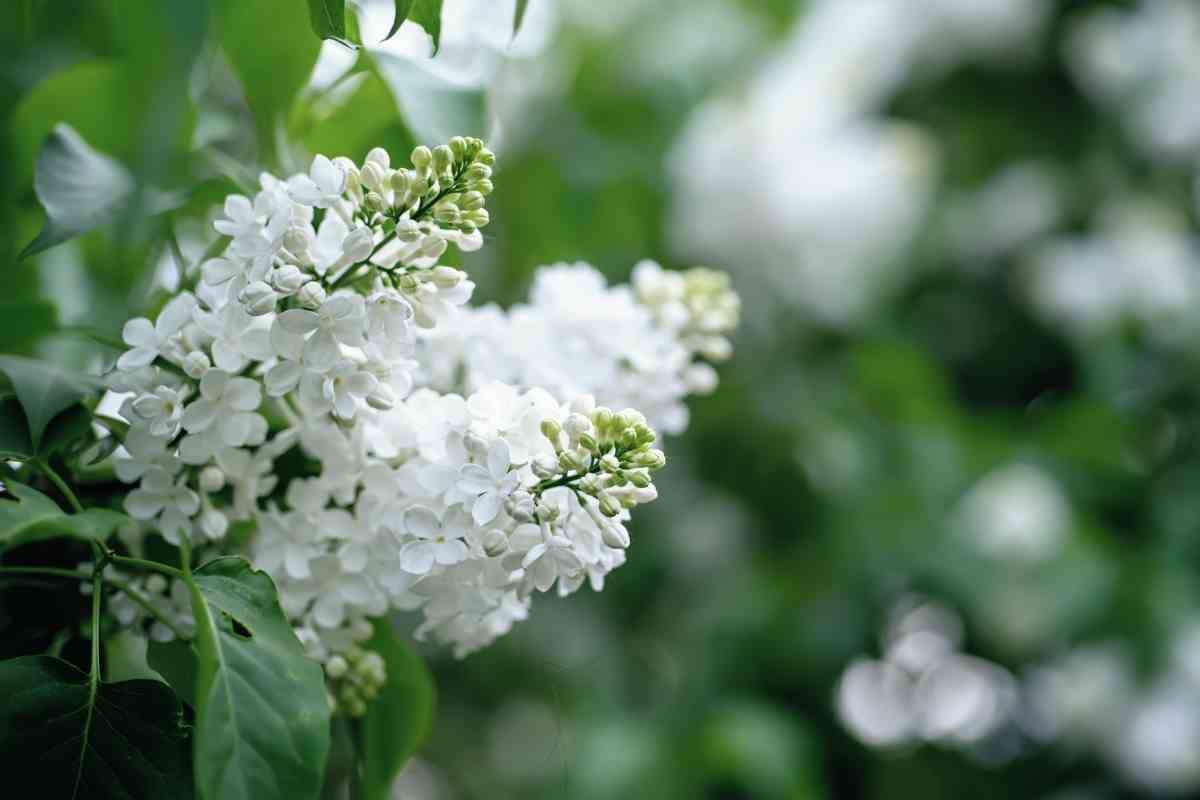 White Perennials That Bloom All Summer