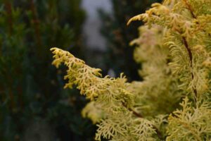 Hinoki Cypress yellow