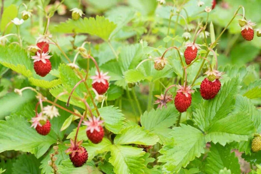 Ripe Wild strawberries