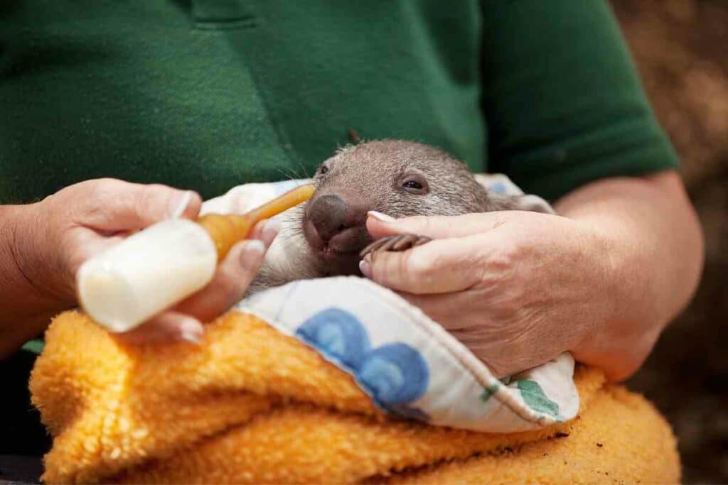 Baby wombat