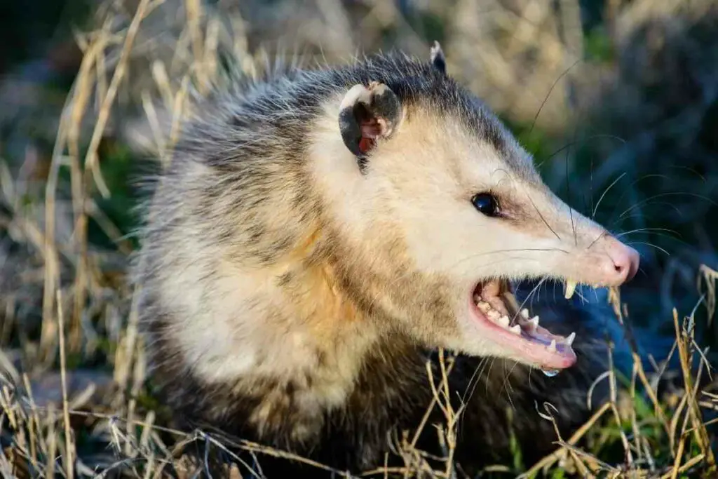 Backyard possum angry