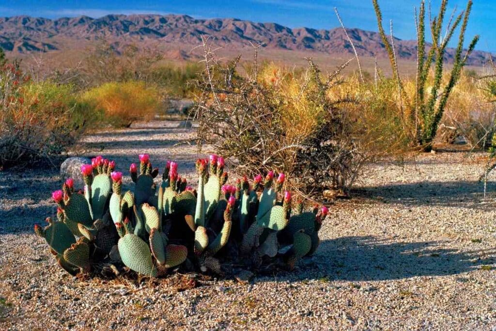 Beavertail cactus purple