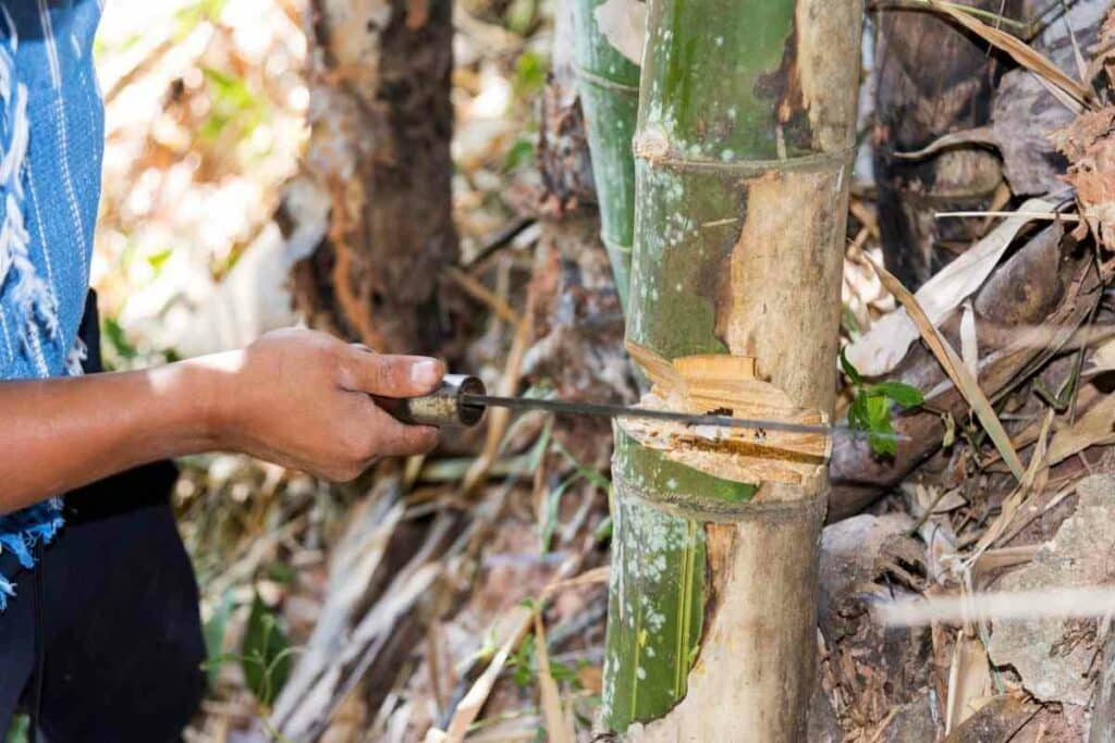 Cutting bamboo saw