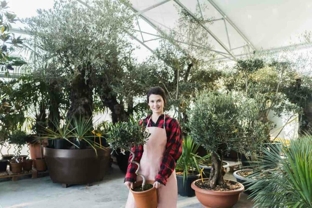 Soil olive trees in pots growing