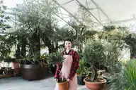 Soil olive trees in pots growing