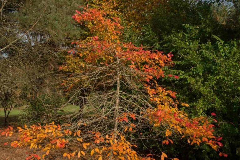 11 Plants That Absorb Water (Helps With Garden Drainage) Gardenia Organic