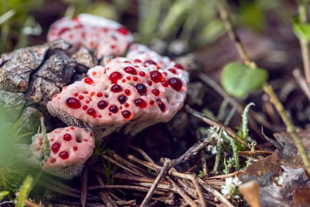 Hydnellum Peckii scary mushroom