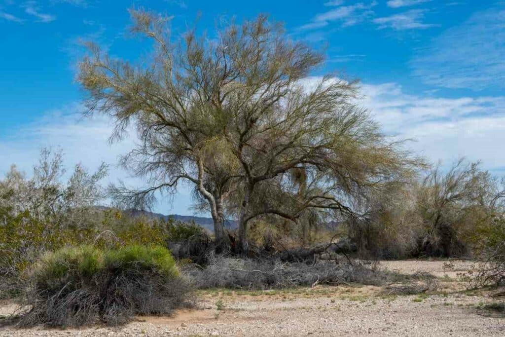 Blue Palo Verde green bark