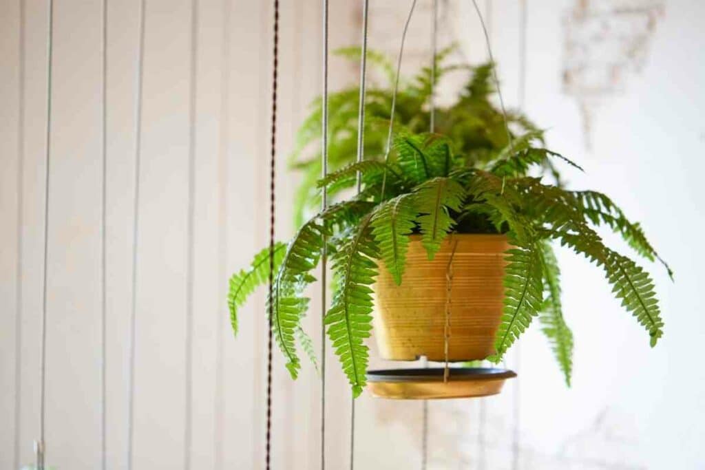 Growing Boston Ferns