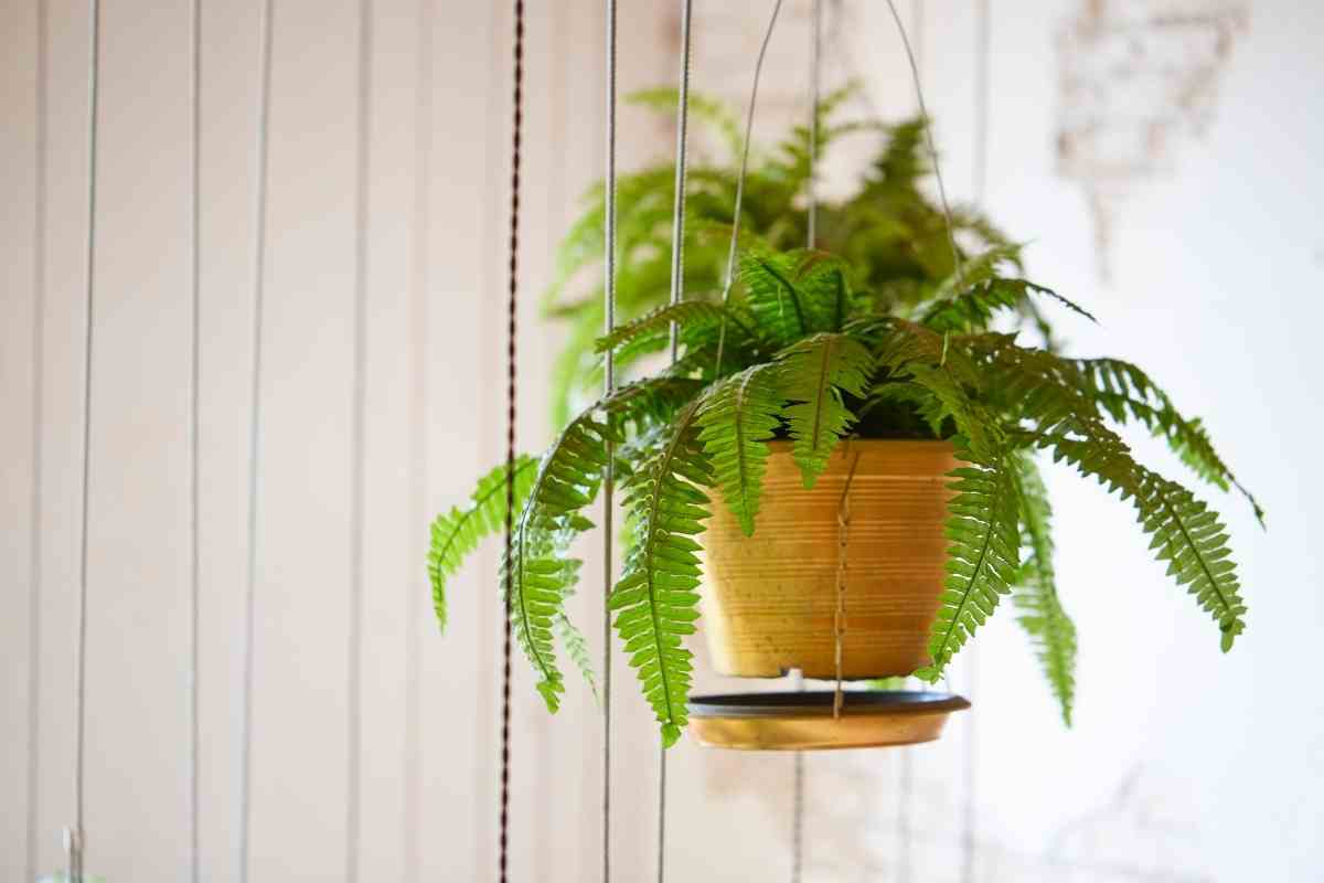 Beginners Guide to Growing Boston Ferns